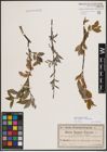 Foto von Salix foetida Schleich. ex DC. x Salix purpurea L.